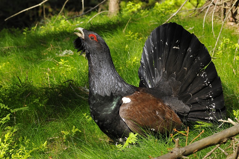 Tetrov hluchan/Tetrao urogallus