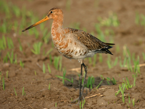 Brehár čiernochvostý/Limosa limosa