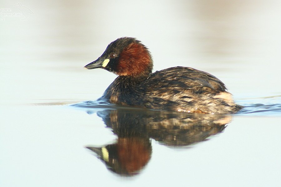 Potápka hnedá/Tachybaptus ruficollis