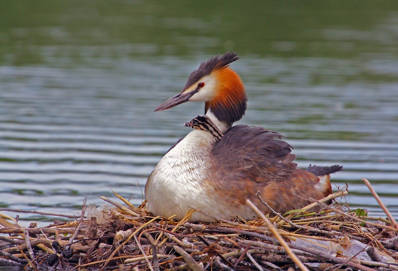 Potapka chochlata/Podiceps cristatus