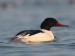 Potápač veľký/Mergus merganser